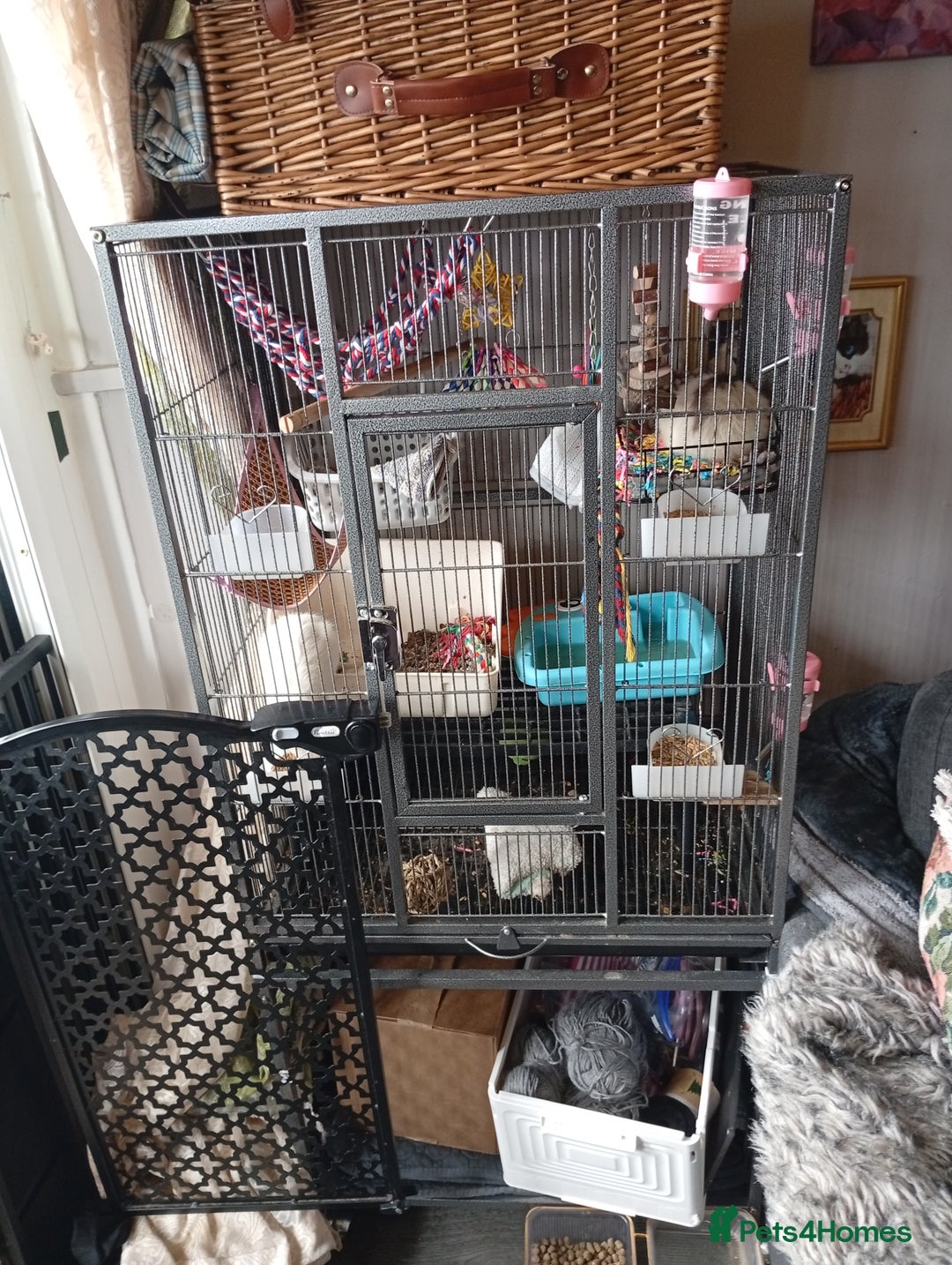 Ringnecks birds for sale: Male rats white and white and brown  - Image 12