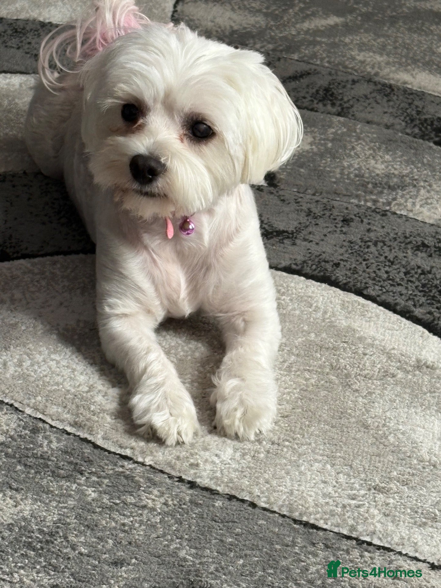 Maltese dogs 💙🩷 For Sale Beatifull Puppies Maltese💙🩷 - Advert 2