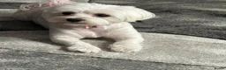 Maltese dogs for sale: 💙🩷 For Sale Beatifull Puppies Maltese💙🩷 - Advert 3