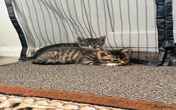 Domestic Shorthair cats for sale: 4 little Cats.  - Image 4