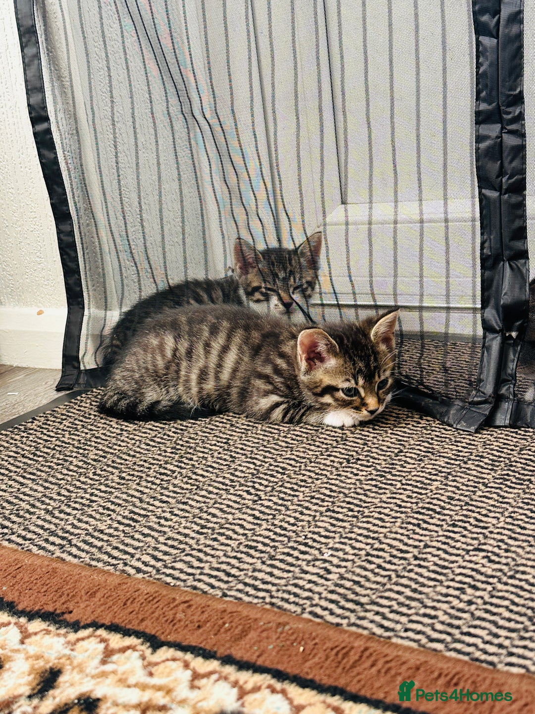 Domestic Shorthair cats for sale: 4 little Cats.  - Image 4