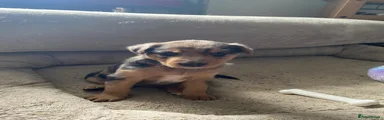 Borador Puppy 5