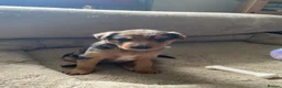 Borador dogs for sale: Borador pups with a bit of kelpie too! - Advert 13