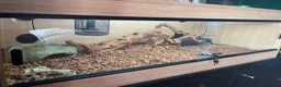Python Snake reptiles for sale: Complete Setup With Female Royal Python - Advert 5
