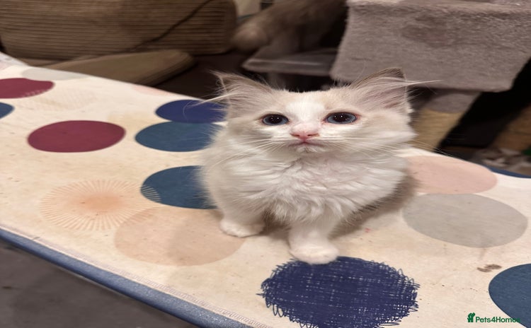 Ragdoll cats - Advert 10
