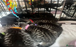 Bengal cats for sale: 3 bengal x cross kittens  - Image 13