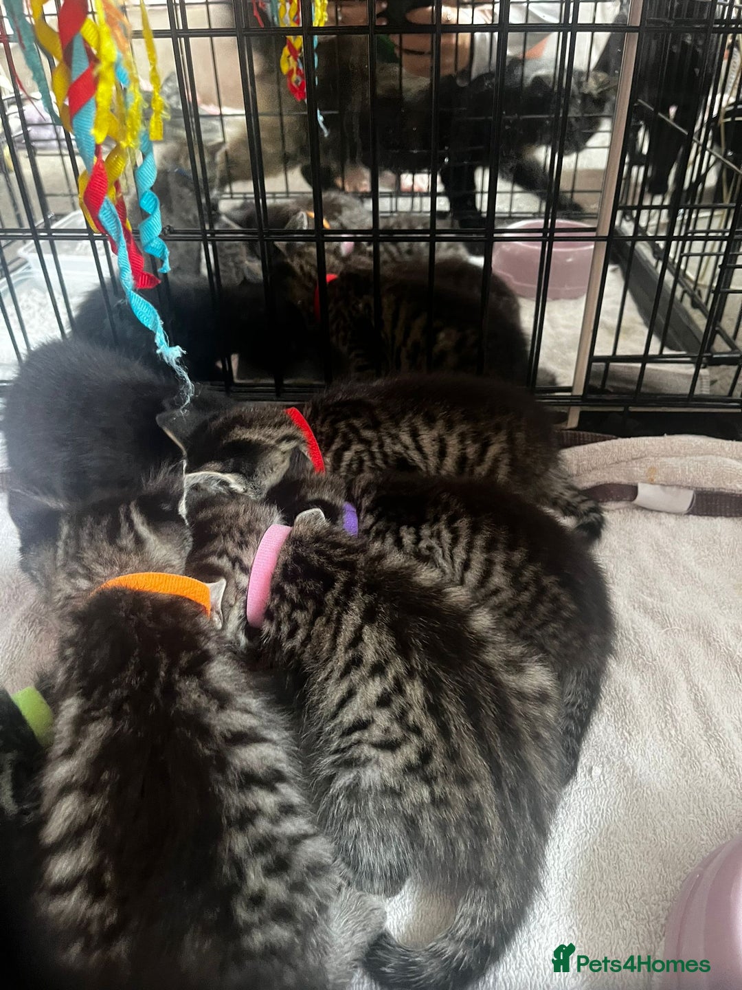 Bengal cats for sale: 3 bengal x cross kittens  - Image 13