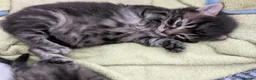Mixed Breed cats for sale: 4 adorable kittens looking for a future home - Advert 7