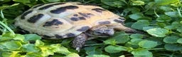 Tortoise reptiles for sale: Baby horsfield tortoise and setup  - Advert 1