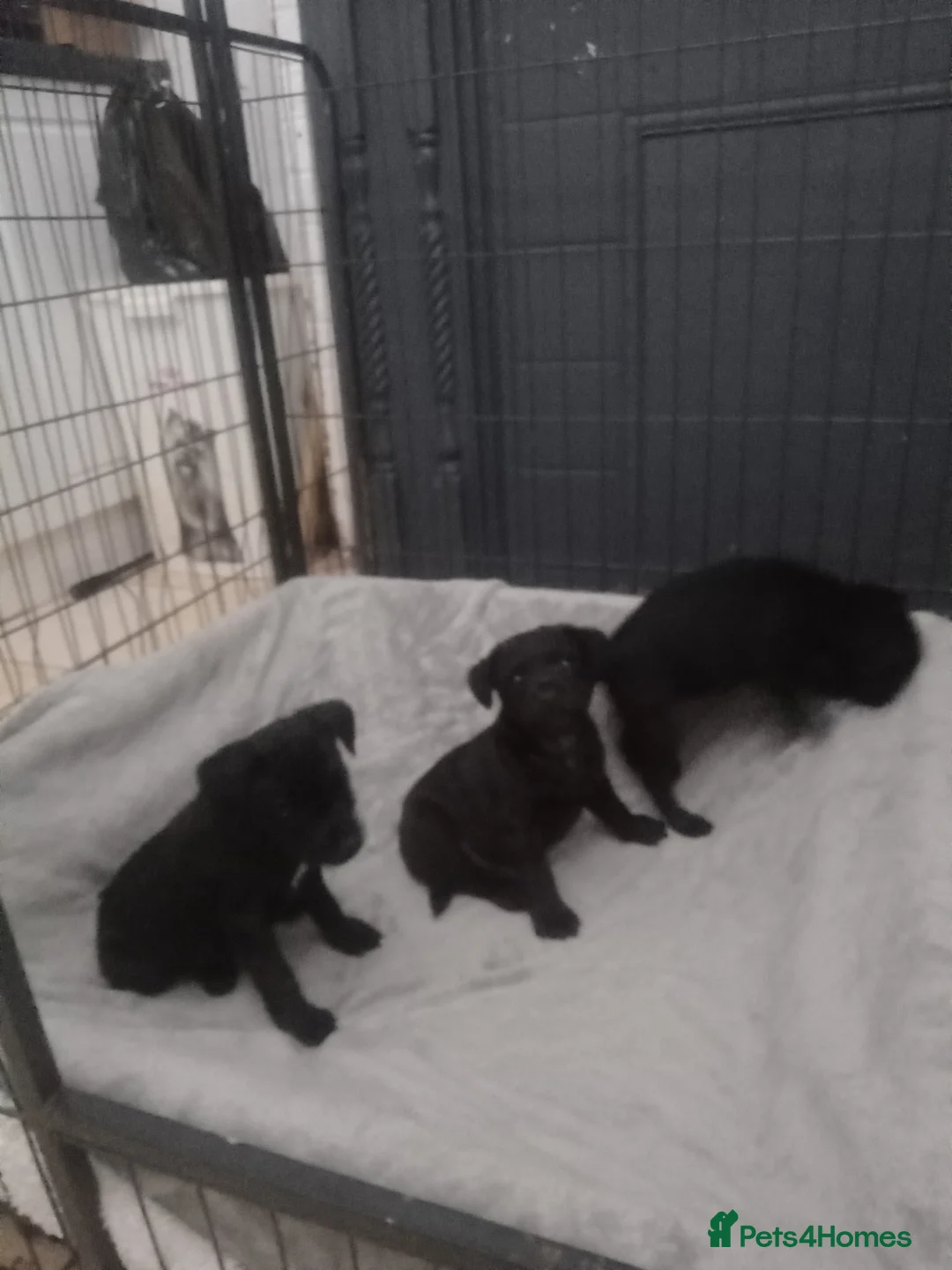 Patterdale Terrier dogs for sale: PATTERDALE PUPS FOR SALE READDY NOW  in Birkenhead - Advert 36