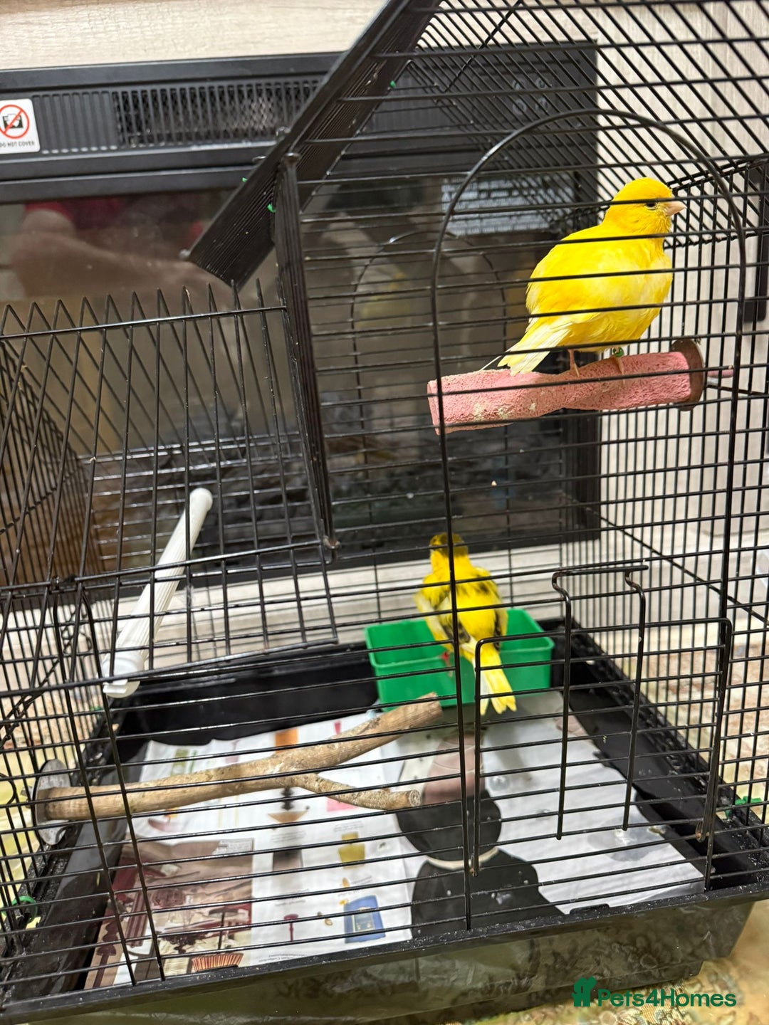 Lovebirds birds for sale: Male  - Advert 6