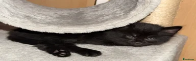Mixed Breed Kitten 5