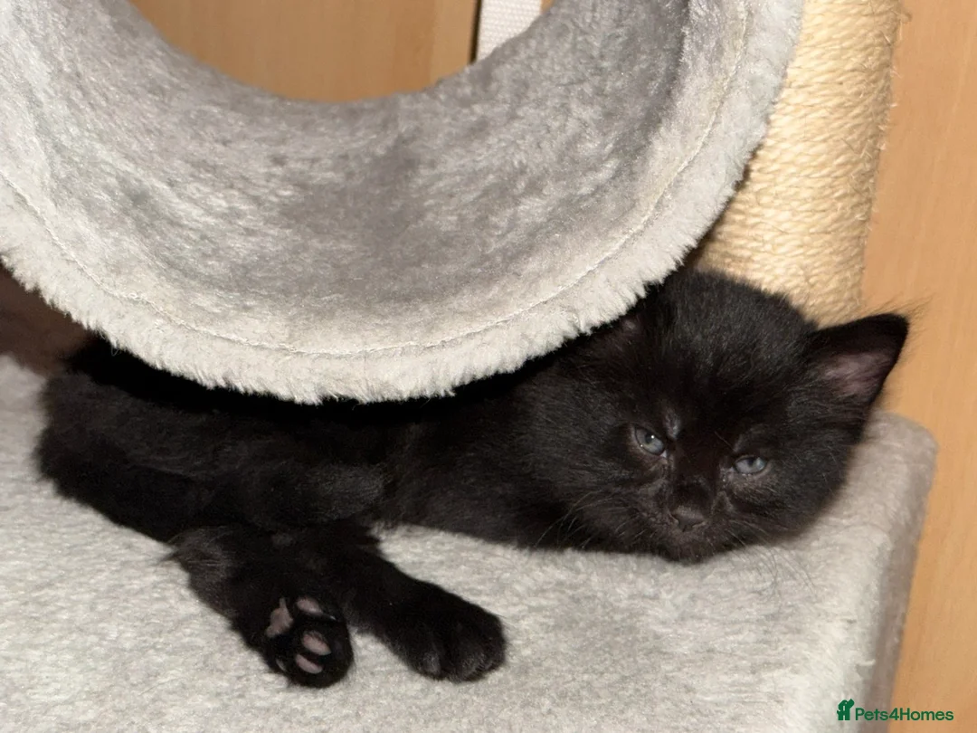 Mixed Breed cats for sale: Beautiful kittens  in Woking - Advert 2