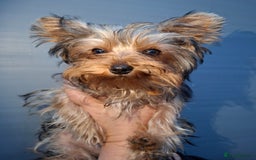 Yorkshire Terrier dogs for sale: Beautiful Toy Yorkshire Terrier puppies - Image 2