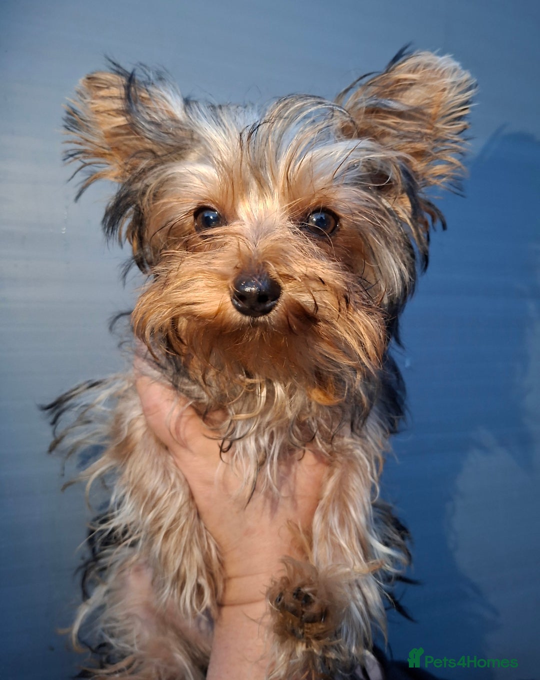 Yorkshire Terrier dogs for sale: Beautiful Toy Yorkshire Terrier puppies - Image 2