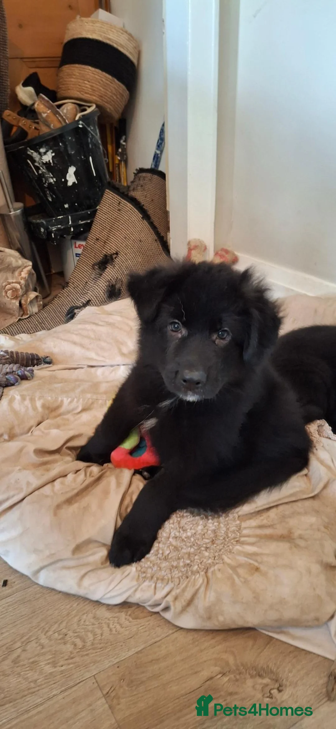 German Shepherd dogs for sale: Adorable German Shepherd puppies  in Brigg - Advert 16