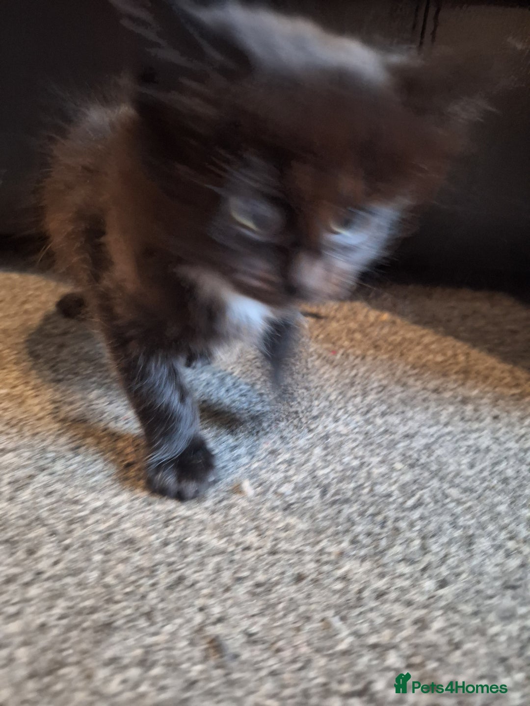 Mixed Breed cats for sale: Mix breed kittens, 1/4 ragdoll  - Advert 10