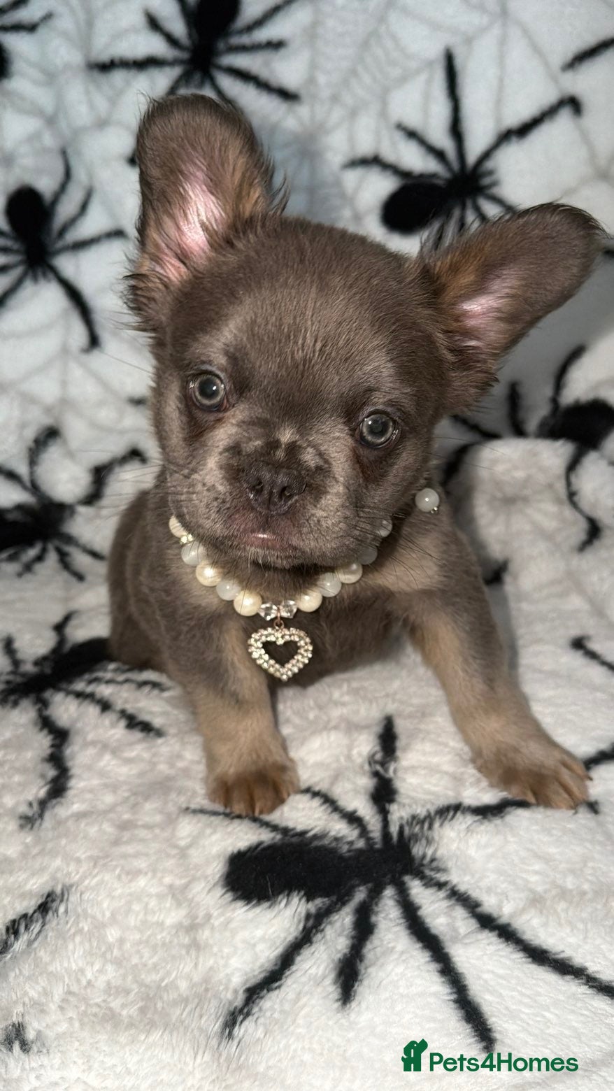 French Bulldog dogs 1 boy left blue and tan . Both injections complete - Advert 1