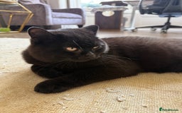 British Shorthair cats for sale: Black chunky boy 🖤🐈‍⬛ - Image 8