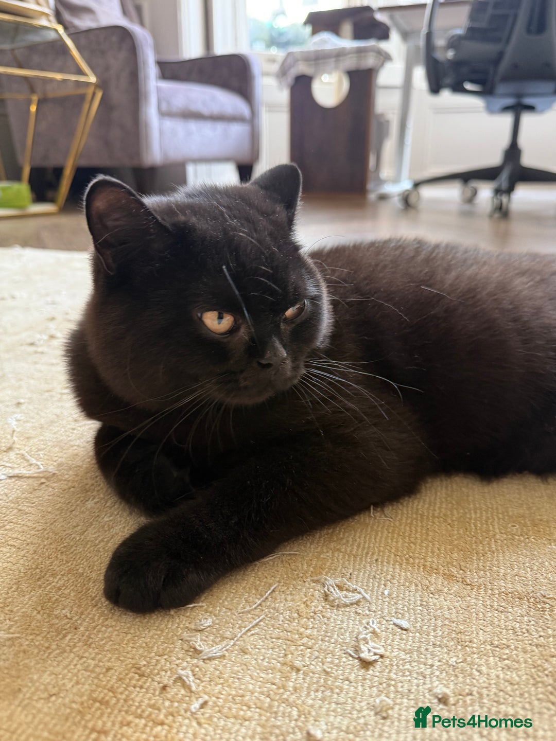British Shorthair cats for sale: Black chunky boy 🖤🐈‍⬛ - Image 8