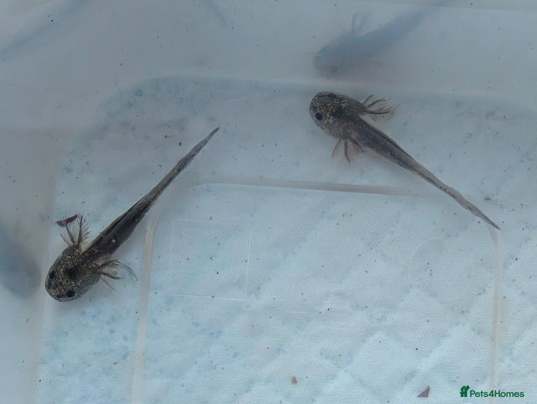 Axolotl reptiles for sale: *reduced*Rare Baby Lavender and wild type axolotl  - Image 16