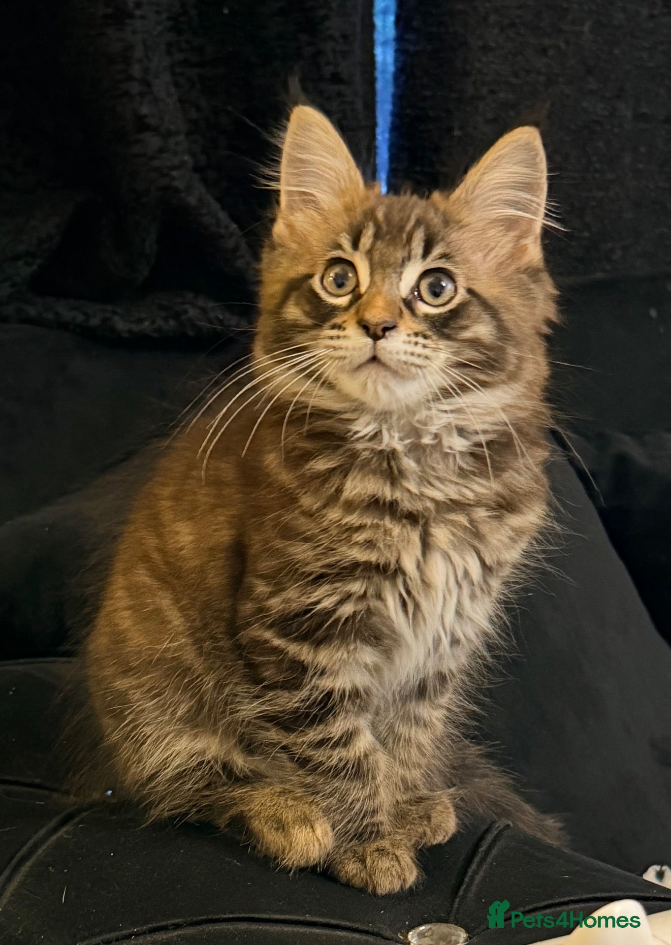 Maine Coon cats for sale: Maine coon boys and girls available now  - Advert 10
