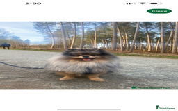 Pomeranian dogs for sale: Beautiful Pomeranian Puppies🩷 - Image 9