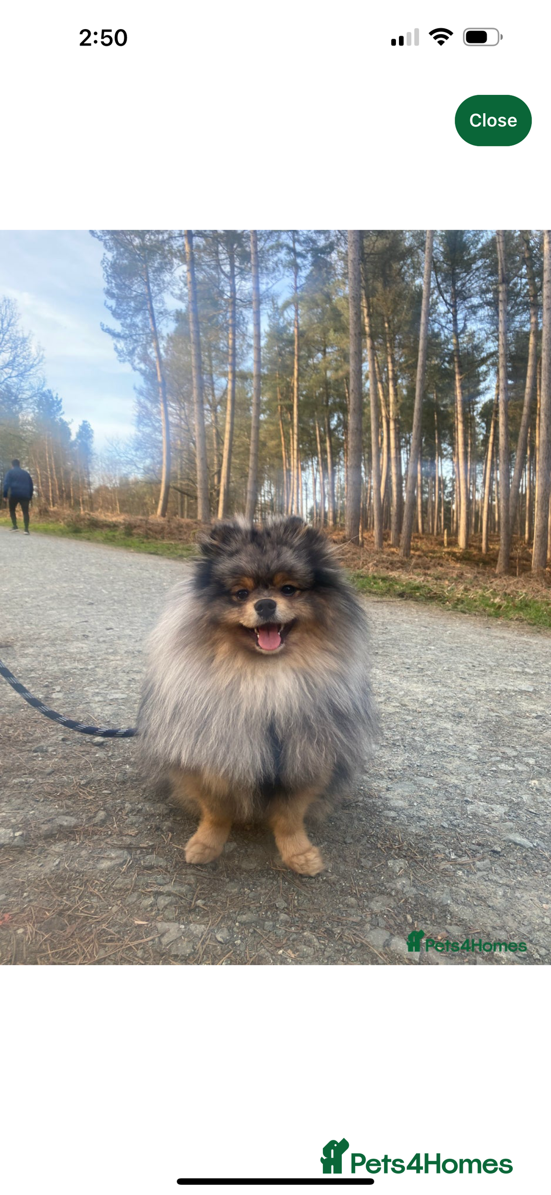 Pomeranian dogs for sale: Beautiful Pomeranian Puppies🩷 - Image 9