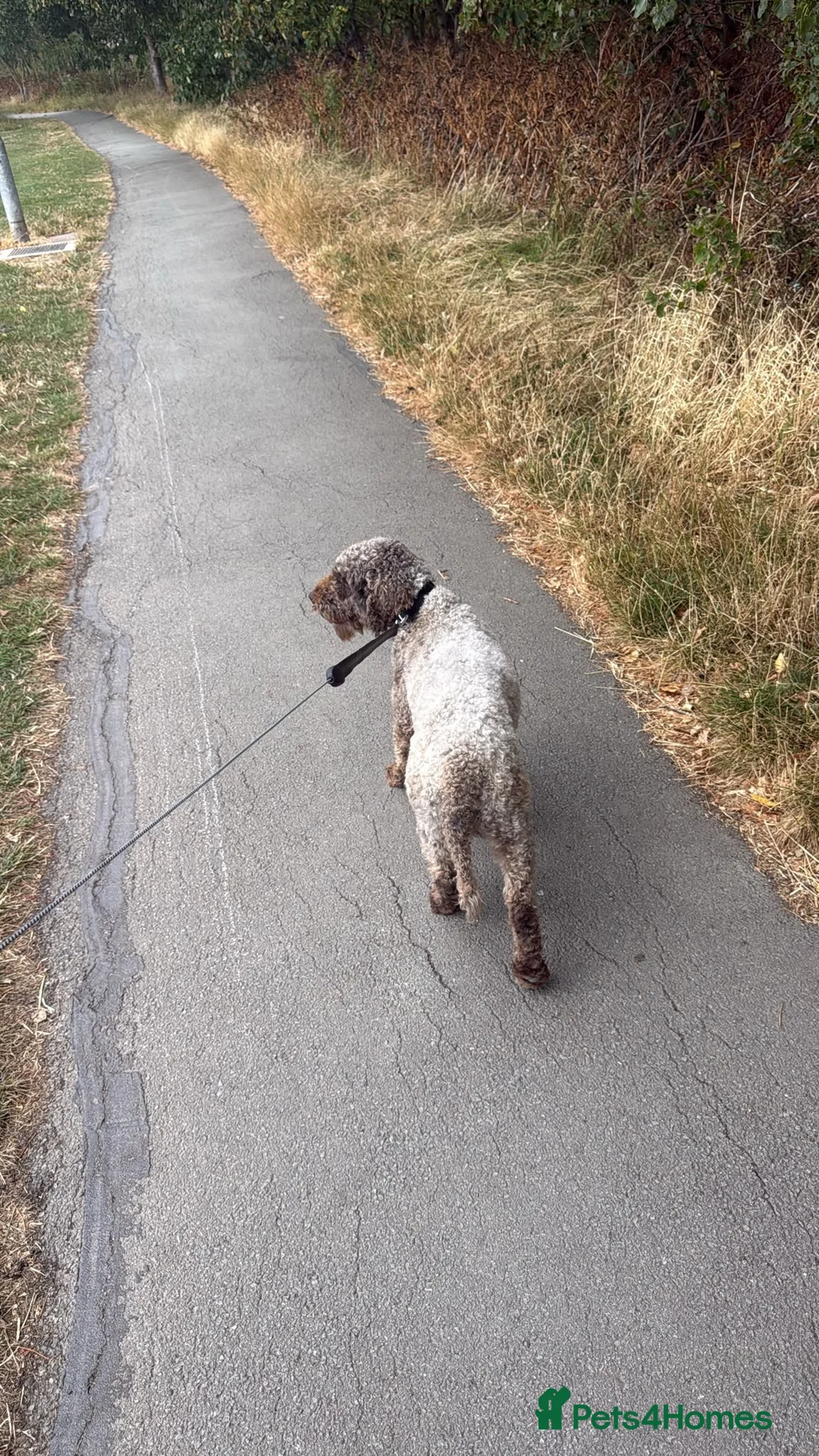 Miniature Poodle dogs for sale: Miniature poodle 3 years old.  - Advert 5