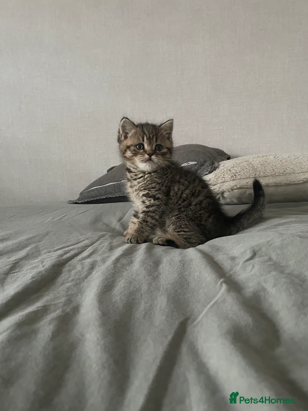 British Shorthair cats for sale: Classic spotted tabby boy Cinnamon carrier - Advert 13