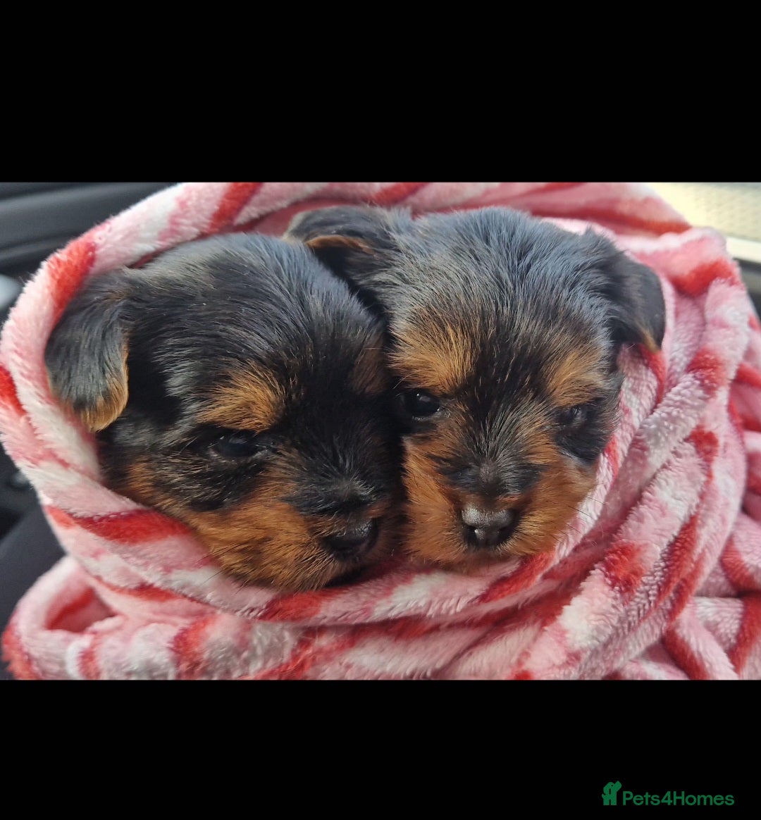 Yorkshire Terrier dogs Beautiful yorkshire terrier puppies for sale  - Advert 9