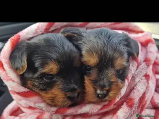 Yorkshire Terrier dogs Beautiful yorkshire terrier puppies for sale - Advert 9