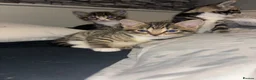 Mixed Breed cats for sale: 4 beautiful kittens ready to go now - Advert 7