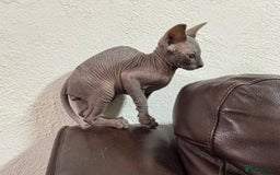 Sphynx cats for sale: Beautiful sphinx babies - Advert 11