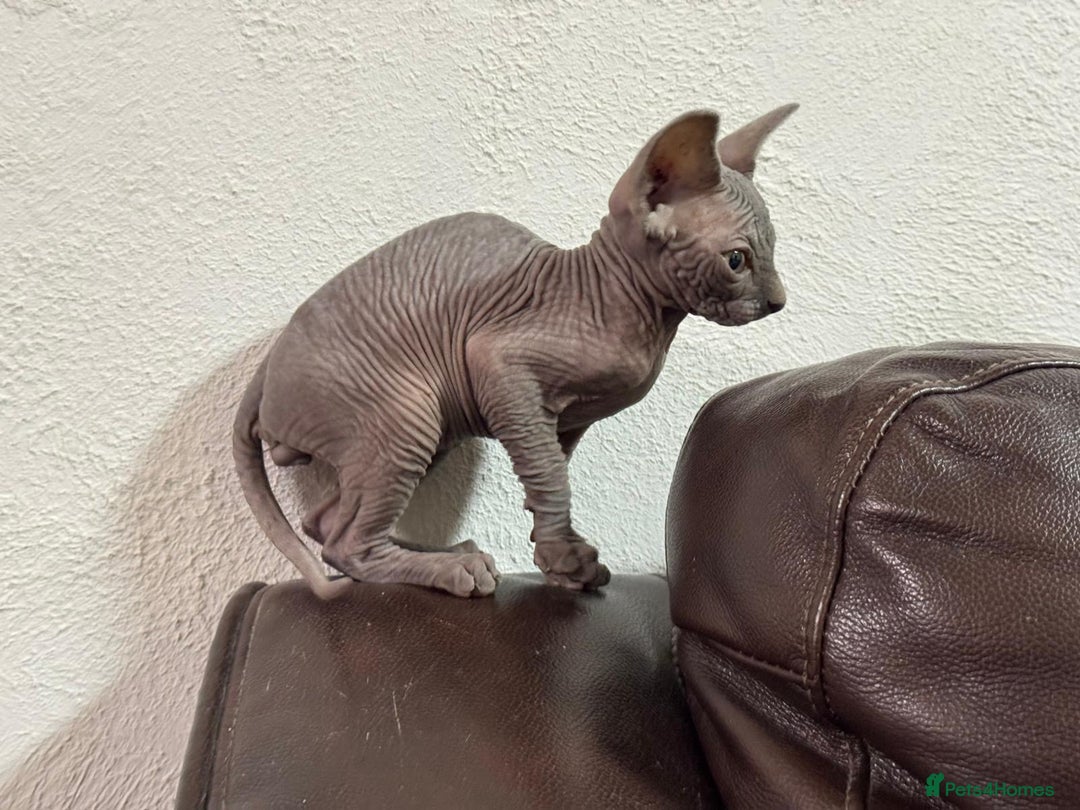 Sphynx cats for sale: Beautiful sphinx babies - Advert 11