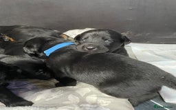 Mixed Breed dogs for sale: YOUR NEW BEST FRIEND IS WAITING!  - Image 28