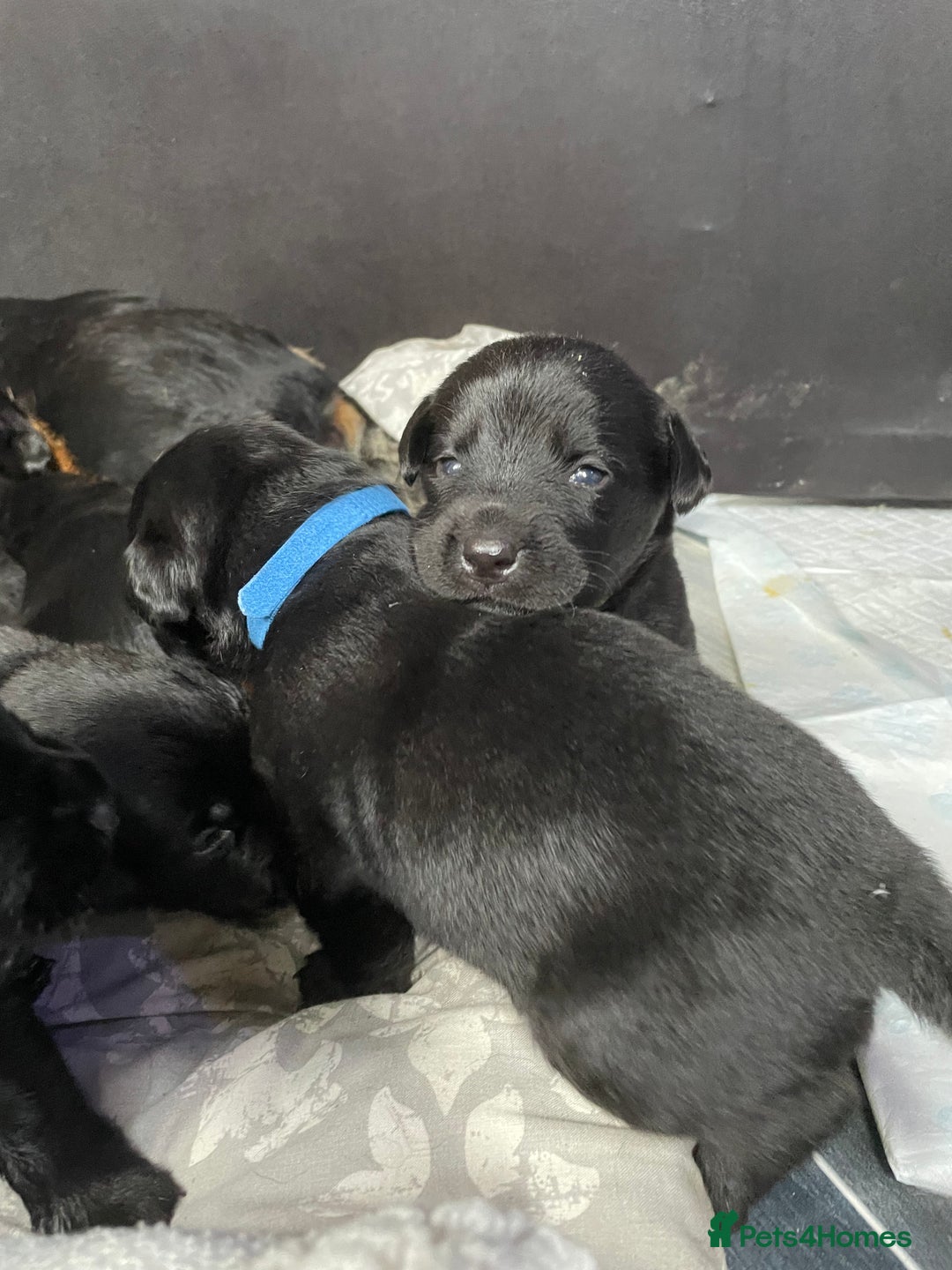 Mixed Breed dogs for sale: YOUR NEW BEST FRIEND IS WAITING!  - Image 28