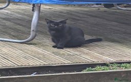 Domestic Shorthair cats for sale: Beautiful Izzy - Image 4