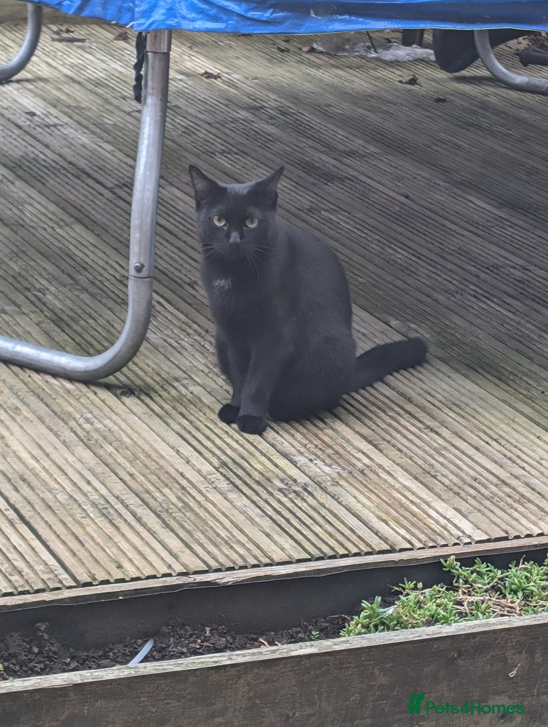 Domestic Shorthair cats for sale: Beautiful Izzy - Image 4