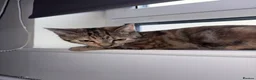 Domestic Shorthair cats for sale: Nala 🎀 - Advert 5