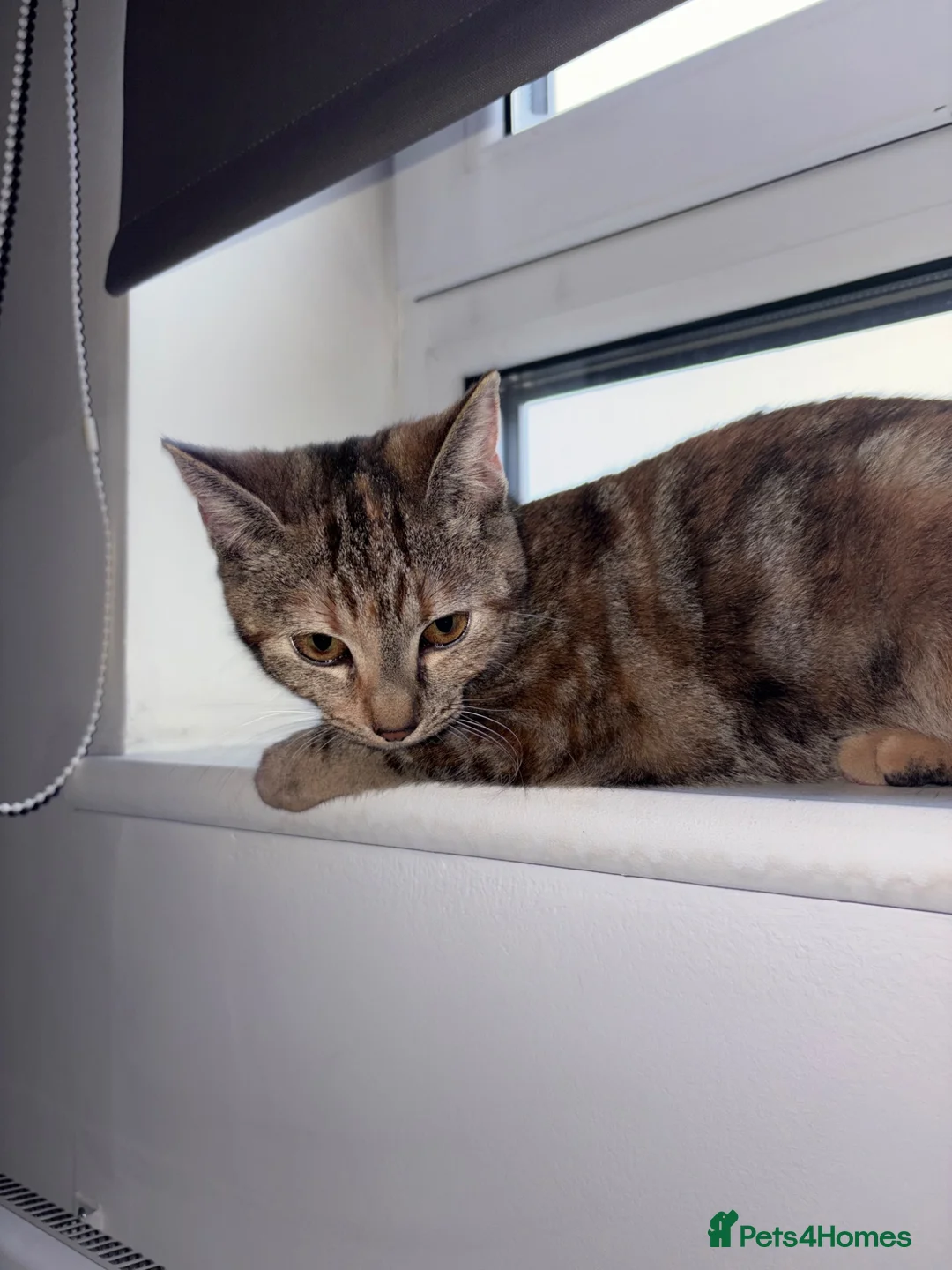 Domestic Shorthair cats for sale: Nala 🎀 - Advert 5