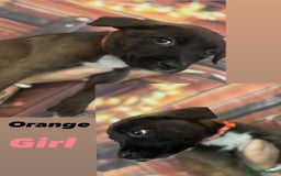 Mixed Breed dogs for sale: Mastiff collies  - Image 7
