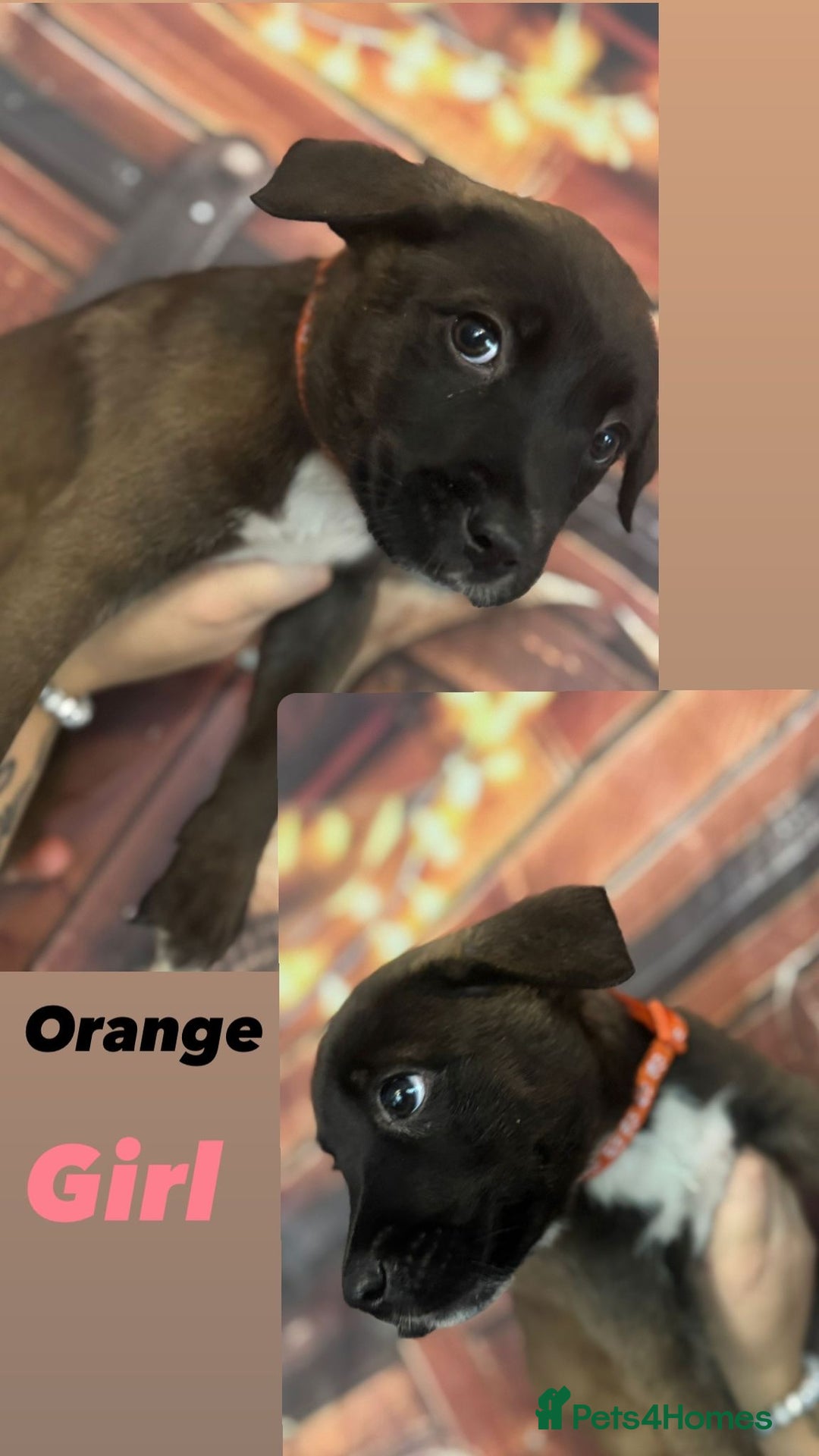 Mixed Breed dogs for sale: Mastiff collies  - Image 7