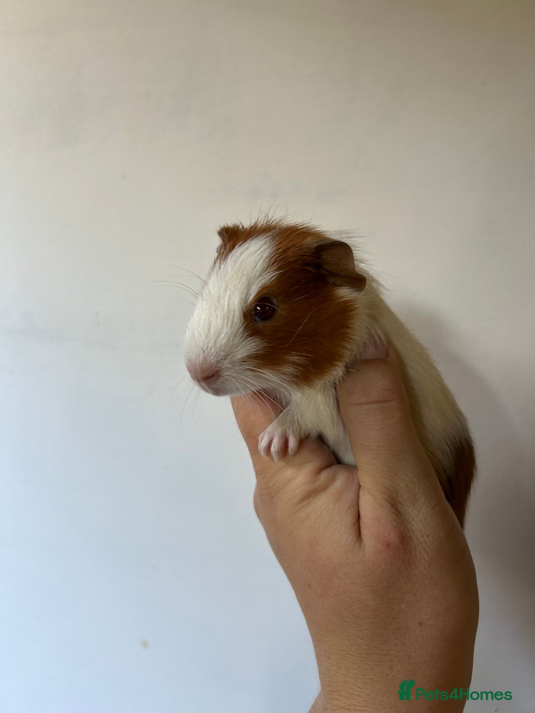 Guinea Pig rodents for sale: Beautiful Baby Guineapig For sale - Image 5