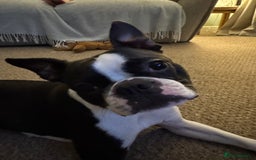 Boston Terrier dogs for sale: Beautiful Boston Terrier Puppies for Loving Homes - Image 32