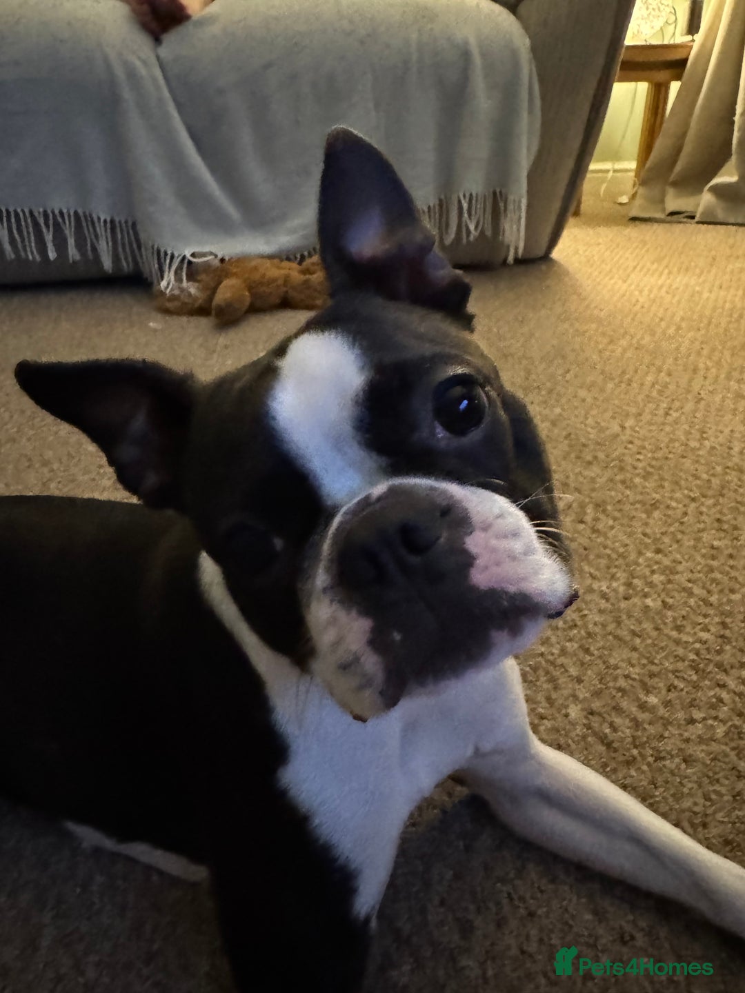 Boston Terrier dogs for sale: Beautiful Boston Terrier Puppies for Loving Homes - Image 32