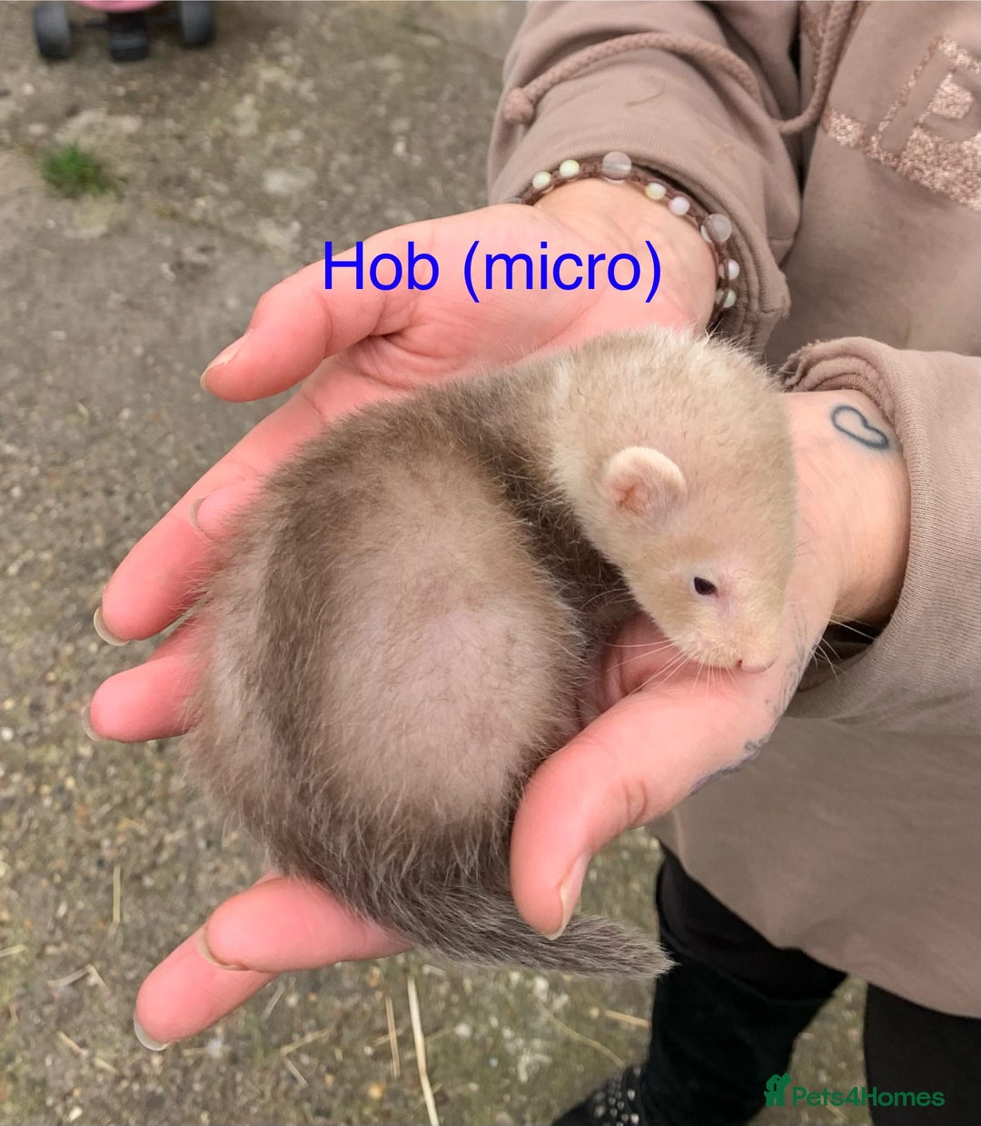 Ferret rodents for sale: Ferret kits and adults of va ages read descr  - Image 4