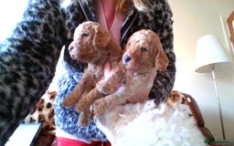 Poodle dogs for sale: miniature poodle puppies for sale - Advert 3