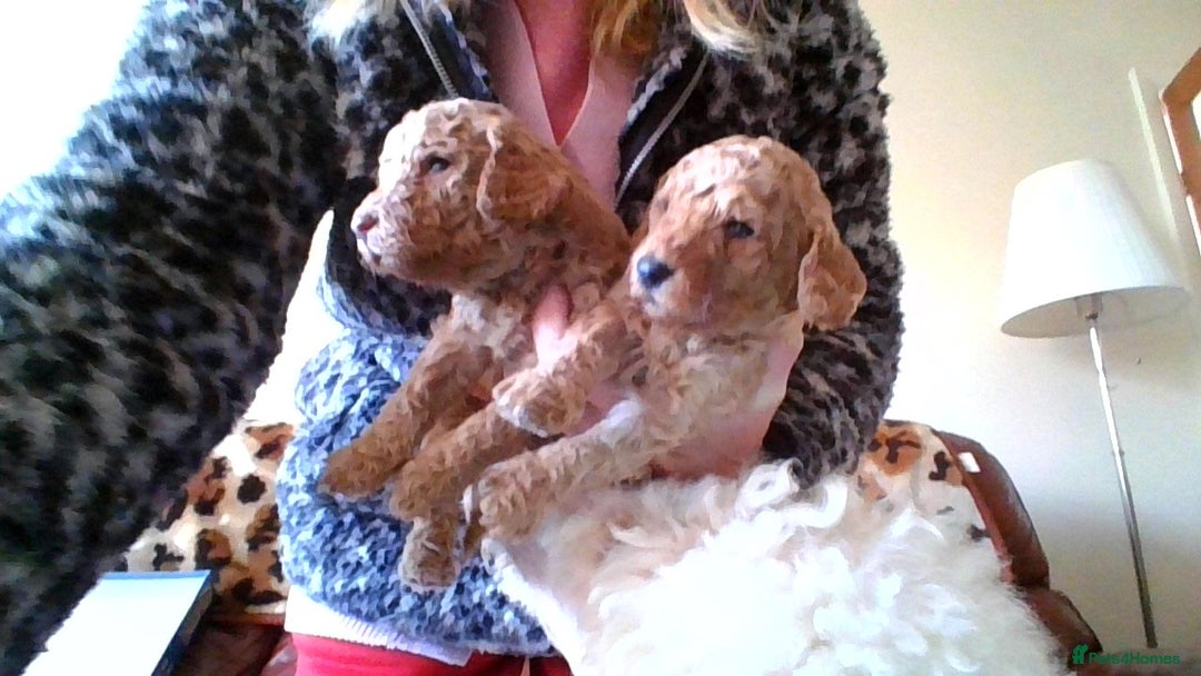 Poodle dogs for sale: miniature poodle puppies for sale - Advert 3