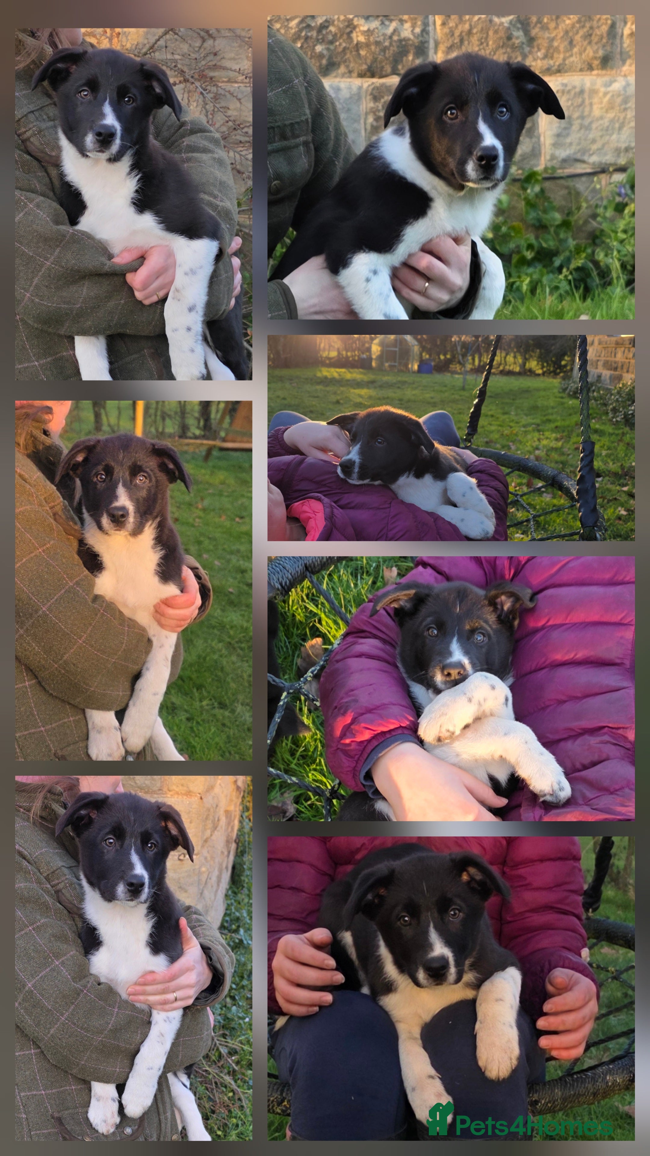 Border Collie dogs 🐾 Border Collie Pups - 1 Boy Available 🐾 - Advert 1